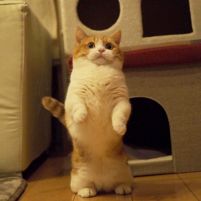 シャウトする猫に世界中が衝撃 マンチ立ち が得意な短足マンチカン兄妹の日常とは Eltha エルザ